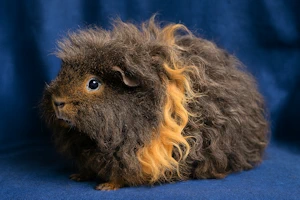 KI gneriert Lunkarya Meerschweinchen